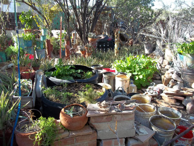 Extra buckets hold rain barrel overflow after heavy rain